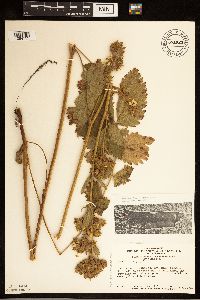 Drymocallis arguta image