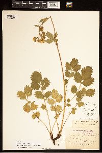 Media resource of Drymocallis convallaria