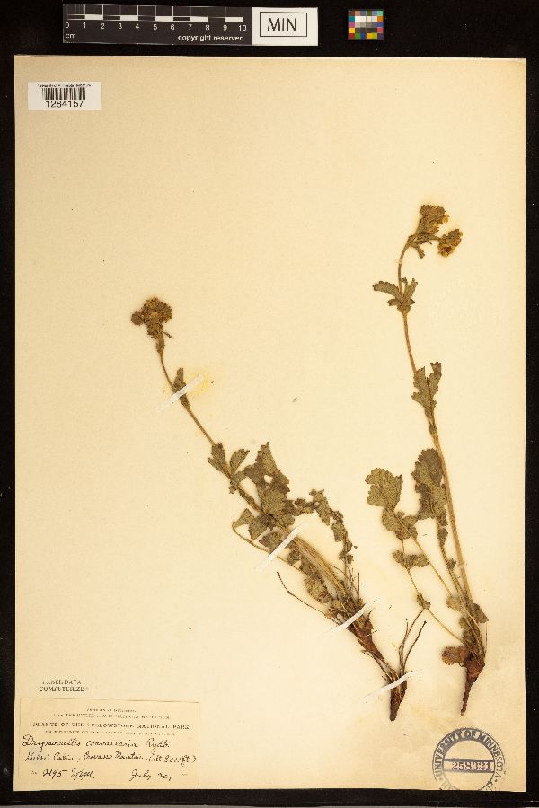 Drymocallis convallaria image