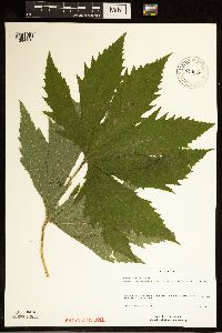 Media resource of Filipendula rubra