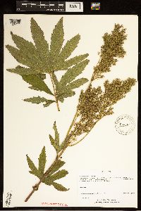 Filipendula rubra image