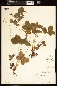 Fragaria vesca image