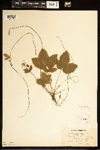 Fragaria vesca image