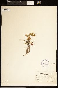 Fragaria virginiana image