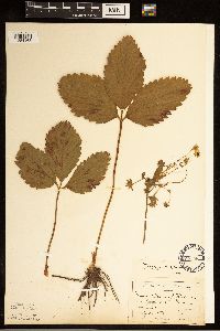Fragaria virginiana image