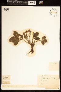 Fragaria virginiana image