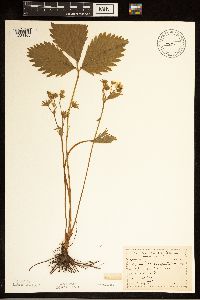 Fragaria virginiana image