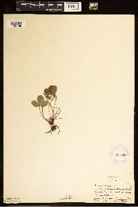 Fragaria virginiana image