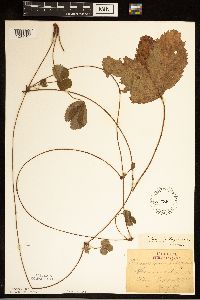 Fragaria virginiana image