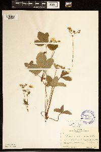 Fragaria vesca image