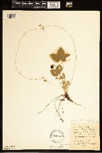 Fragaria vesca image