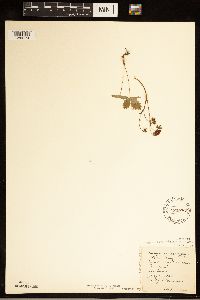 Fragaria vesca image