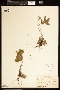 Fragaria vesca image