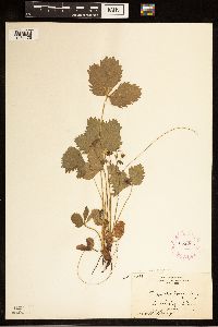 Fragaria vesca image