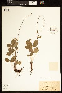 Fragaria vesca image