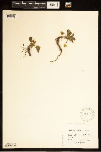 Fragaria vesca image