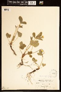 Fragaria vesca image