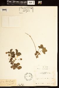 Fragaria vesca image