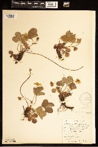 Fragaria vesca image