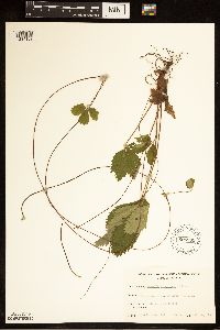 Fragaria virginiana image