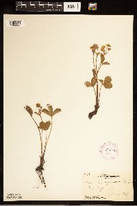 Fragaria virginiana image