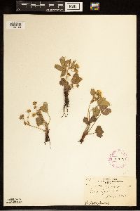 Fragaria virginiana image