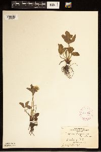 Fragaria virginiana image