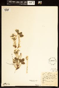 Fragaria virginiana image