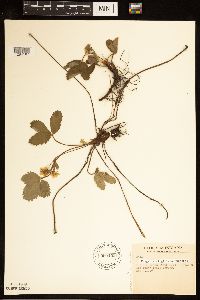 Fragaria virginiana image