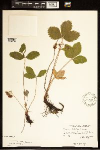 Fragaria virginiana image