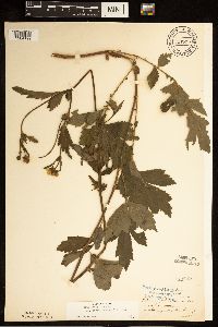 Image Associated With the Occurrence