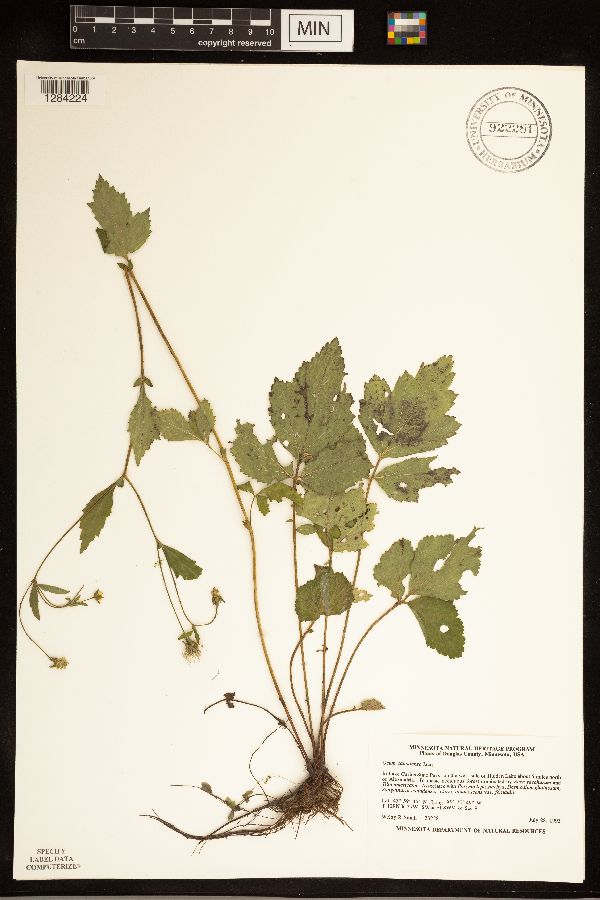Geum canadense image