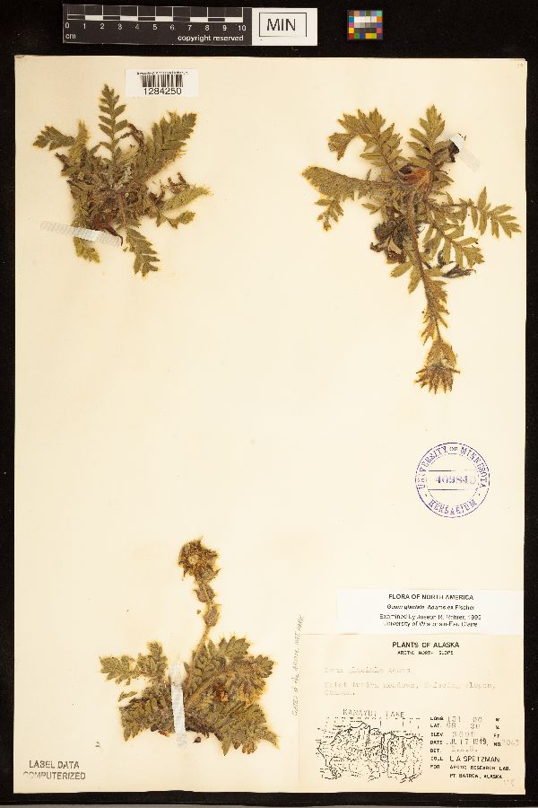 Geum glaciale image