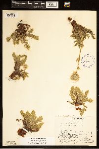 Geum glaciale image