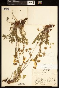 Image of Geum rossii