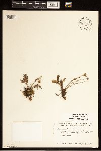 Geum rossii image