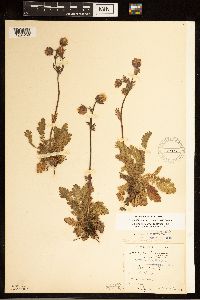 Media resource of Geum triflorum