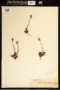 Luetkea pectinata image