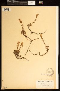 Luetkea pectinata image