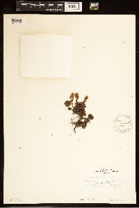 Luetkea pectinata image