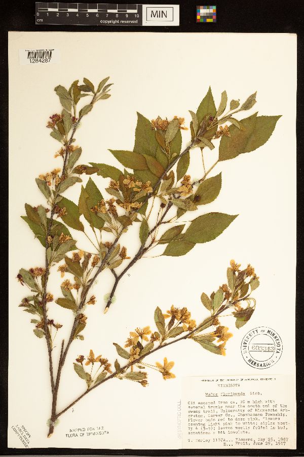 Malus floribunda image