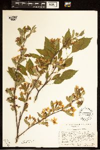 Media resource of Malus floribunda