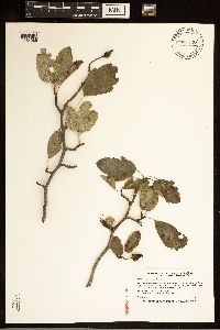 Malus ioensis image