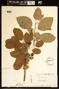 Malus pumila image