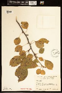 Malus pumila image