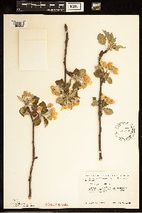 Malus pumila image