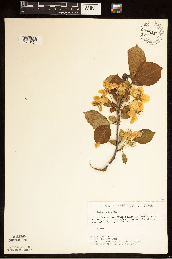 Malus pumila image