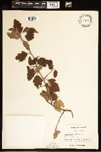 Malus ioensis image