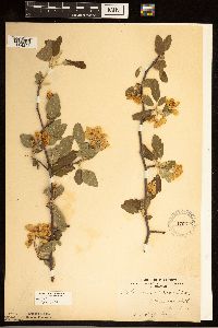 Media resource of Malus ioensis