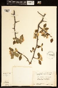Malus ioensis image